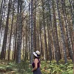 Foresta In Medias Mores