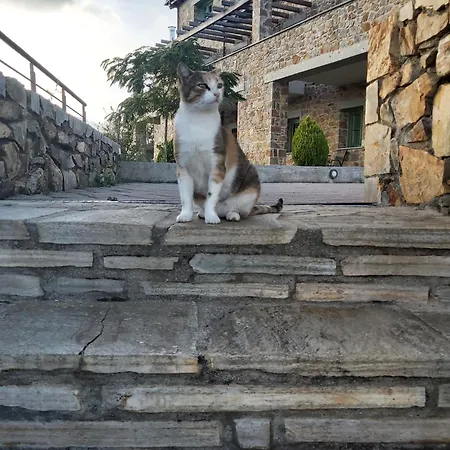 Foresta In Medias Mores Hotel 3*