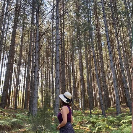 Foresta In Medias Mores