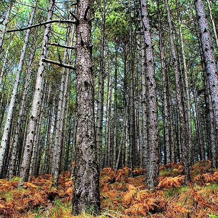 Foresta In Medias Mores Hotel