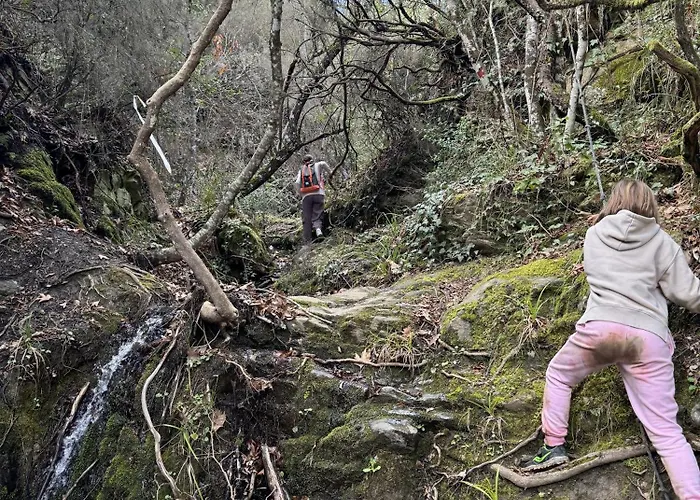 Foresta In Medias Mores Trablus