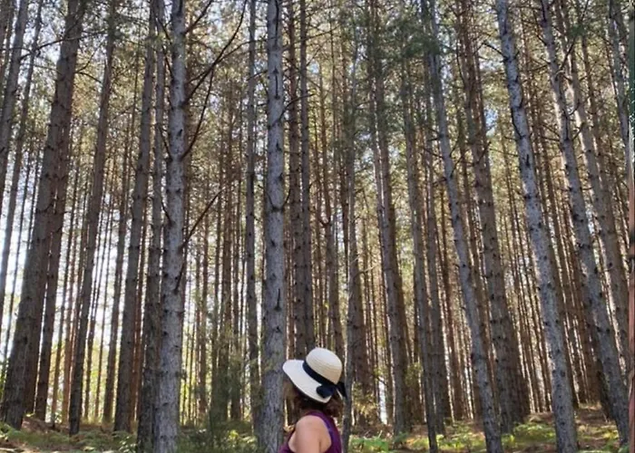 Foresta In Medias Mores